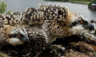 Photo of two Ospreys